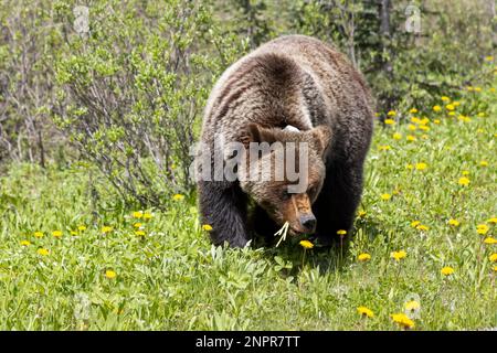 Weibliche Grizzlybären, die durch Löwenzahne wandern Stockfoto