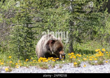 ein grizzlybär, der durch grünes Gras im Wald wandert Stockfoto