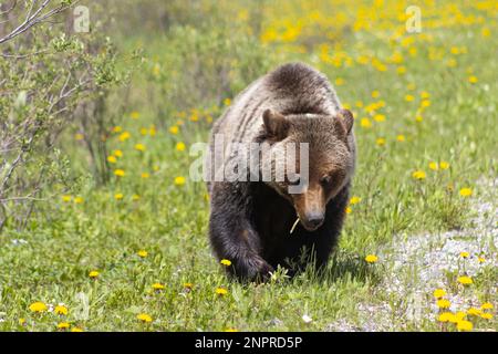 ein grizzlybär, der durch grünes Gras im Wald wandert Stockfoto