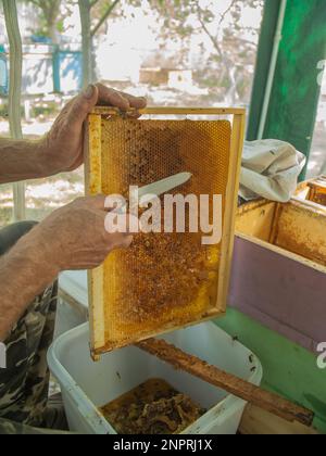 Der Imker schneidet das Wachs mit einem Messer aus dem Honigrahmen. Honig auspumpen. Honig von Bienen versiegelt. Bienenzucht und Öko-Bienenstöcke in der Natur und frischer Honig Stockfoto