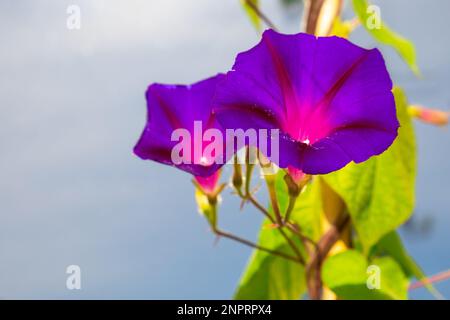 Ipomoea purpurea (Purple Morning Glory) blüht auf blauem Hintergrund Stockfoto