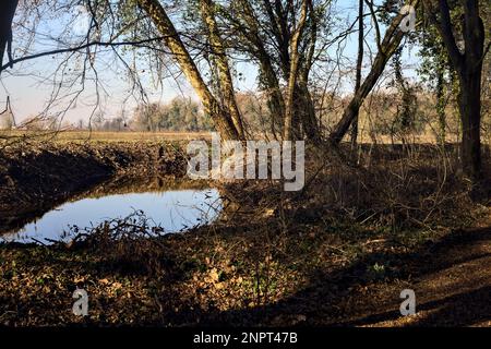 Ein Wasserstrom, der an einem sonnigen Wintertag in der italienischen Landschaft von einem Wald neben einem Kulturfeld umgeben ist Stockfoto