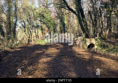 Überqueren Sie an einem Wintertag einen Pfad in einem Park über eine alte Ziegelsteintreppe neben einem winzigen trockenen Kanal in einem Wald Stockfoto