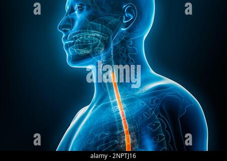 Ösophagus oder Ösophagus 3D-Darstellung Nahaufnahme mit männlichen Körperkonturen. Menschliche Anatomie, Ösophagitis, saurer Reflux, Verdauungssystem, medizinisch Stockfoto