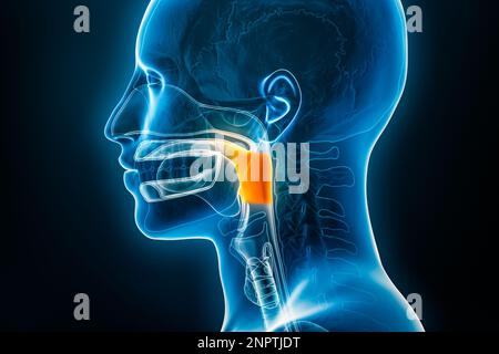 Röntgen-Lateral- oder Profilansicht der 3D-Darstellung des Oropharynx mit männlichen Körperkonturen. Menschliche Anatomie, Medizin, Biologie, Wissenschaft, Medizin, Stockfoto