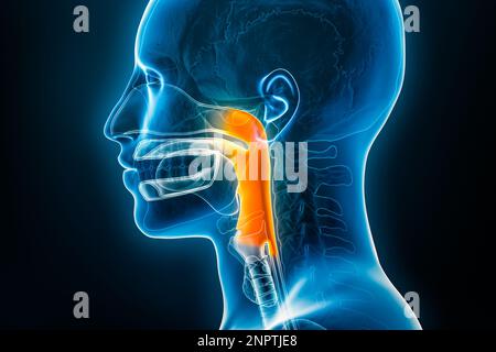 Röntgen-Lateralansicht oder Profilansicht des Pharynx 3D-Renderings mit männlichen Körperkonturen. Menschliche Organanatomie, Pharyngitis, Medizin, Biologie, Wissenschaft Stockfoto