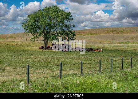 Eine Hereford-Rinderherde, die im Schatten eines Baumes auf einer Saskatchewan-Weide ruht Stockfoto