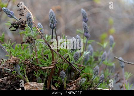 Graue, schieferfarbene Blumen, die im Frühling zu sehen sind, blühen aus dem Borealwald im Norden Kanadas. Stockfoto