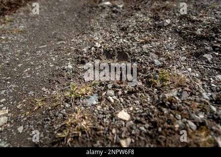 Grizzly Bär Fußabdruck, Pfotenabdruck, Fußabdruck auf schlammigem Boden auf einem Wanderweg in Kanada, Yukon Territory. Stockfoto