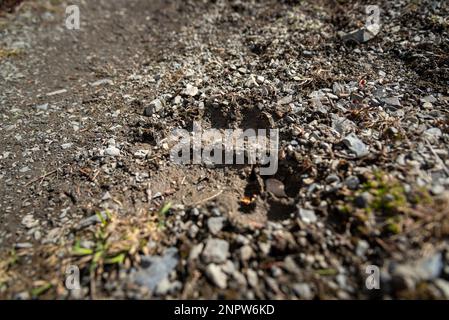 Grizzly Bär Fußabdruck, Pfotenabdruck, Fußabdruck auf schlammigem Boden auf einem Wanderweg in Kanada, Yukon Territory. Stockfoto