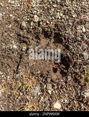 Grizzly Bär Fußabdruck, Pfotenabdruck, Fußabdruck auf schlammigem Boden auf einem Wanderweg in Kanada, Yukon Territory. Stockfoto