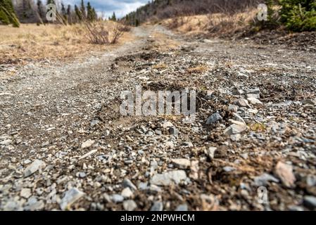 Grizzly Bär Fußabdruck, Pfotenabdruck, Fußabdruck auf schlammigem Boden auf einem Wanderweg in Kanada, Yukon Territory. Stockfoto