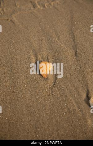 Wunderschöne Seashell begraben in Sand on Beach Stockfoto