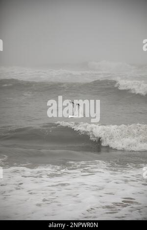 Möwe fliegt am Foggy Winter Beach Stockfoto