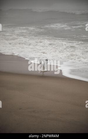 Möwe fliegt am Foggy Winter Beach Stockfoto