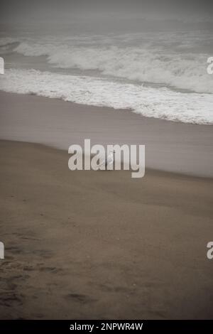 Möwe fliegt am Foggy Winter Beach Stockfoto