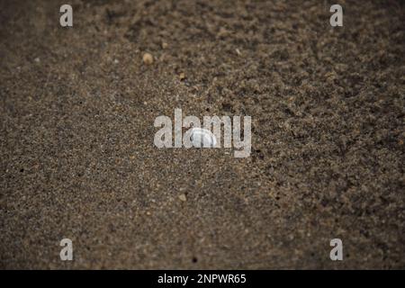 Wunderschöne Seashell begraben in Sand on Beach Stockfoto