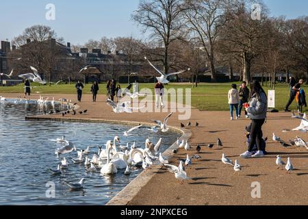 Menschen füttern Vögel am Round Pond in Kensington Gardens, London, England Stockfoto