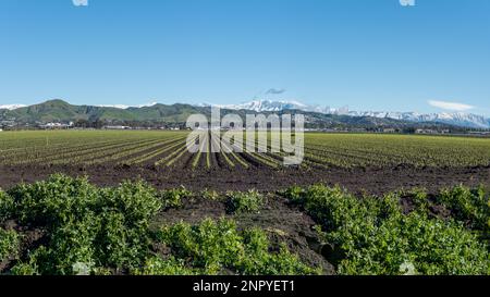 Symetrische Reihen von Erdbeeren, die auf landwirtschaftlichen Feldern mit schneebedeckten Hügeln in fernen Hügeln über Ventura gepflanzt werden. Stockfoto