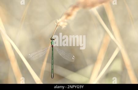 Makro einer Smaragddamselfliege ( Chalcolestes Viridis ) auf einem trockenen Stiel ; traumhafter, weicher, pastellfarbener, beige-goldener Hintergrund, Negativer Raum, Kopie Spac Stockfoto