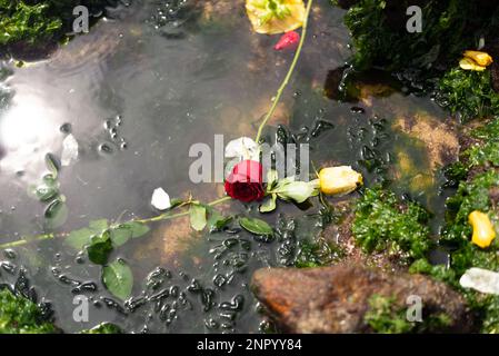 Salvador, Bahia, Brasilien - 02. Februar 2023: Rote und weiße Rosen schwimmen im Wasser am Strand. Eine Hommage an Yemanja. Salvador, Bahia. Stockfoto