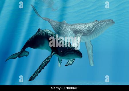 Zwei Buckelwale sonnen sich im sonnigen, warmen Wasser des tropischen Ozeans. Stockfoto