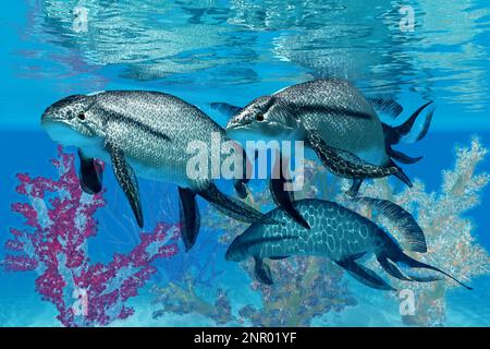 Jawless Scaumenacia wurde eine primitive Fische, die in den Ozeanen der Devonzeit lebte. Stockfoto