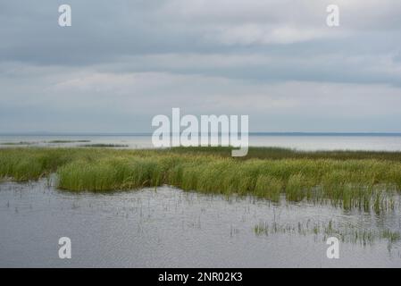 Süßwassermarsch am Lake Huron in Cheboygan, Michigan. Stockfoto