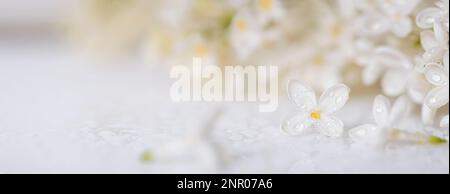 Frühlingshintergrund, Banner mit einem Zweig blühender weißer Fliederblumen auf einer glänzend weißen Oberfläche, selektiver Fokus. Romantischer Hintergrund mit Kopie sp Stockfoto