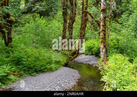 Ein kleiner Bach schlängelt sich durch den friedlichen, üppigen grünen Wald des Olympic National Park in der Nähe des Treppenlagers im US-Bundesstaat Washington Stockfoto