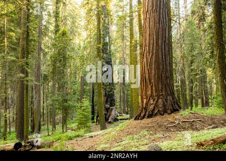 Einzelne Riesenmammutbäume liegen zwischen Moss Covered Pines im Sequoia National Park Stockfoto