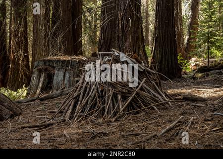 Kleiner Burn Pile Am Trail Im Sequoia National Park Stockfoto