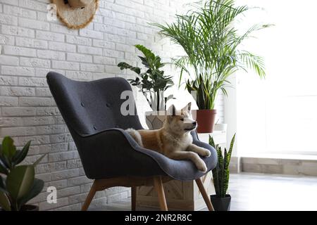 Bezauberndes Akita Inu Hündchen auf dem Sessel im Zimmer Stockfoto