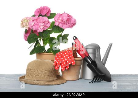 Schöne blühende Pflanze, Gartenwerkzeuge und Zubehör auf grauem Holztisch vor weißem Hintergrund Stockfoto