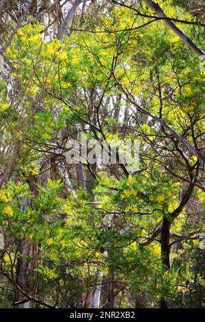 Leuchtende Goldblumen auf einem Knüppel im Busch, Berrima, NSW, Australien. Stockfoto