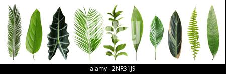 Mit wunderschönen Farnen und anderen tropischen Blättern auf weißem Hintergrund. Bannerdesign Stockfoto