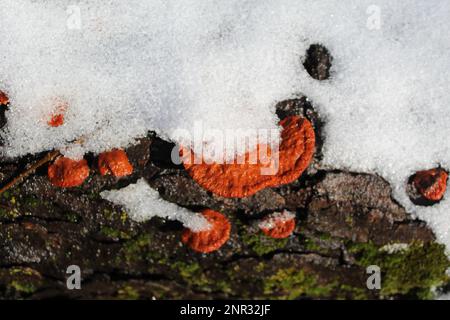 Polyporale Pilze aus Zimtbarsch auf einem Holzstamm mit Schnee und Moos in den Camp Ground Road Woods in des Plaines, Illinois Stockfoto