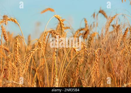 Goldene reife Weizenspikelets auf dem Feld, Nahaufnahme Stockfoto