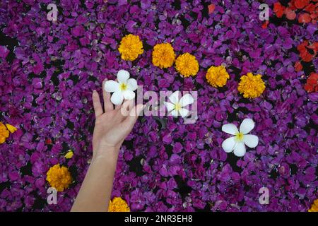 Frangipani-Blüten und Blumen in der Badewanne, Spa-Wochenende, Wohlbefinden, Körperpflege und Schönheitskonzept Stockfoto