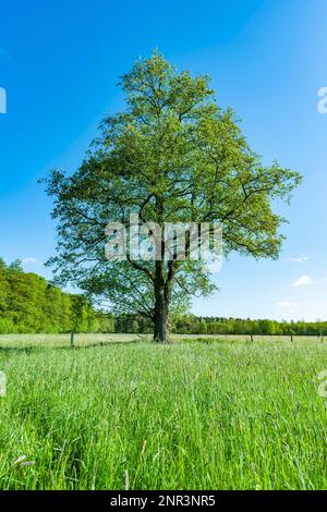 Schwarze Erle (Alnus glutinosa), Einzelhaft auf einer Wiese, Niedersachsen, Deutschland Stockfoto