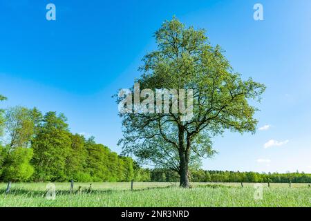 Schwarze Erle (Alnus glutinosa), Einzelhaft auf einer Wiese, Niedersachsen, Deutschland Stockfoto