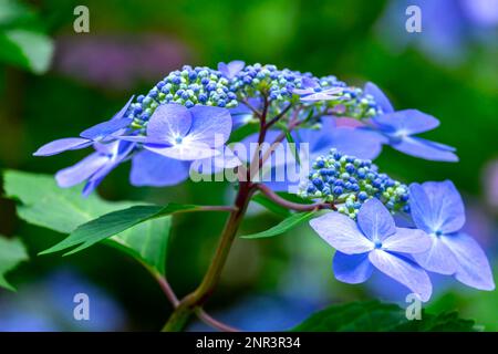 Blaue Hortensia (Hortensie) Stockfoto