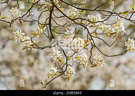 Shadbush (Amelanchier), Blüte Stockfoto