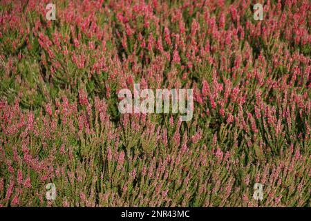 Eingereicht von Heidenheiden-Naturhintergrund, Lueneburg Heide in Deutschland Stockfoto