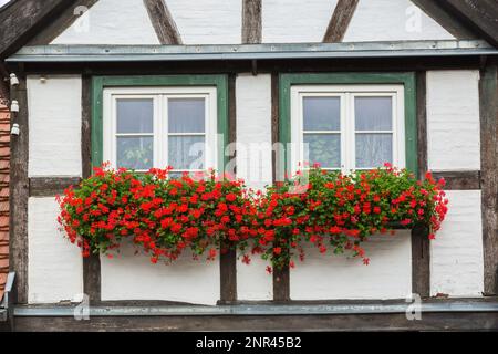 Fachwerkhausfassade mit weiß-grünen Fenstern, rote Pelargonium-Geranium-Blumen im Spätsommer, Warnemünde, Rostock, Deutschland. Stockfoto