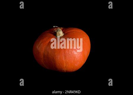 Farbenfroher Kürbis auf schwarzem Hintergrund. Im Studio Stockfoto