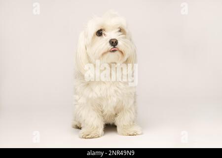 Wunderschönes weißes Bichon Maltesisch isoliert auf weißem Hintergrund im Studio Stockfoto