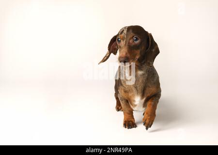 Miniatur-Hasen-Dackel, Marmormantel. Isoliert auf weißem Hintergrund im Studio Stockfoto