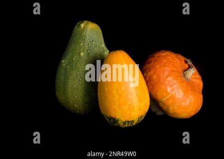 Farbenfroher Kürbis auf schwarzem Hintergrund. Im Studio Stockfoto