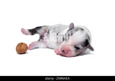 Zehn Tage alte, ausgezeichnete Welpen des walisischen Corgi Pembroke, isoliert auf weißem Hintergrund, Studio Stockfoto